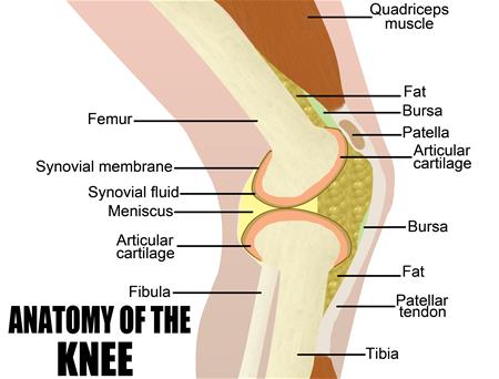 Anatomy of the knee diagram