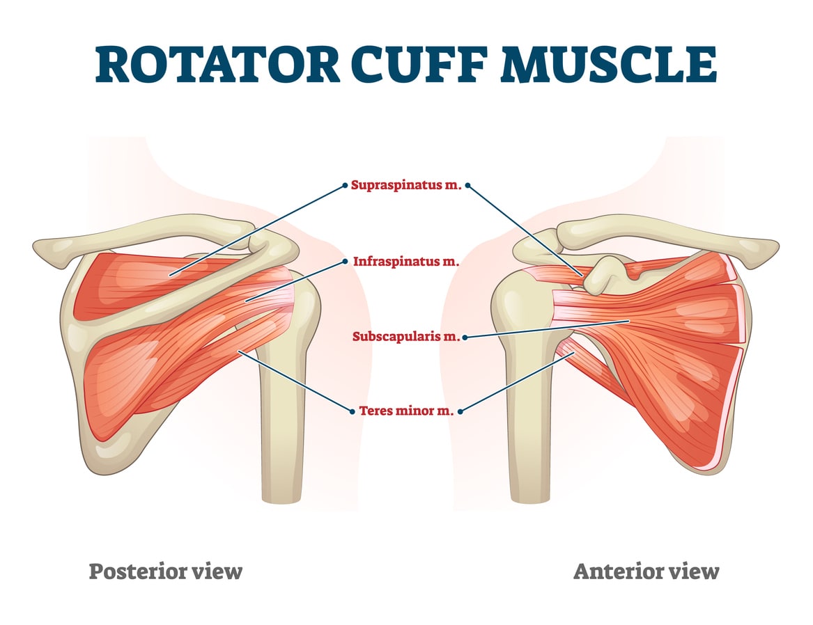 Location of Rotator Cuff